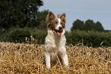 BORDER COLLIE 1074